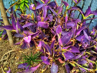 close up of purple flowers