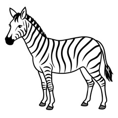 zebra vector illustration