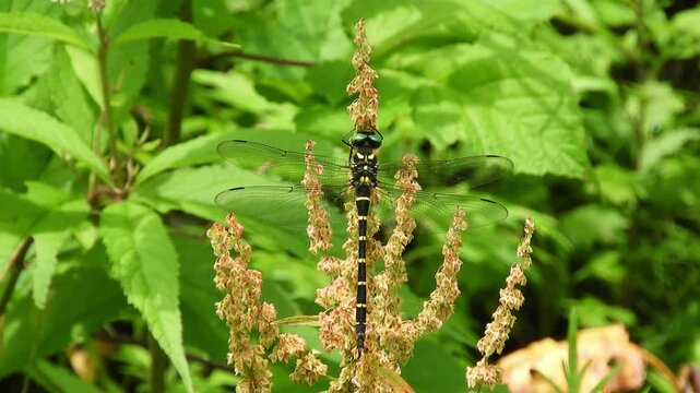 Anotogaster Sieboldii
