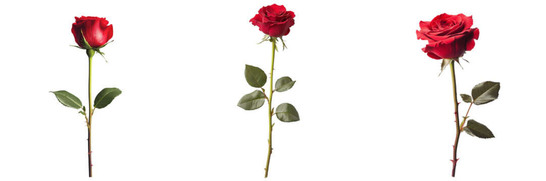 A single red rose in full bloom, with delicate petals and a green stem, isolated on transparent background