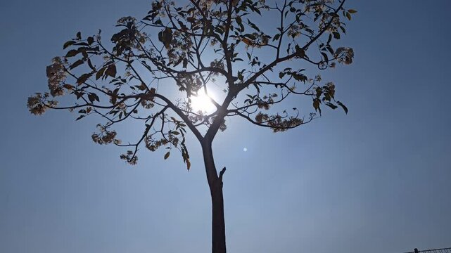silhouette of tabebuya tree