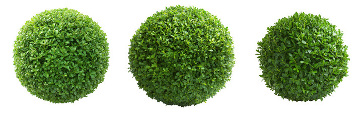 Fototapeta premium A lush green boxwood shrub neatly trimmed into a spherical shape, isolated on a transparent background