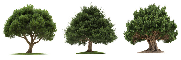 A yew tree with dark green, dense foliage and a broad, sturdy trunk, isolated on a transparent background