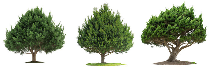Obraz premium A yew tree with dark green, dense foliage and a broad, sturdy trunk, isolated on a transparent background