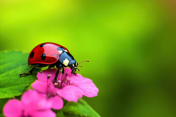 Fototapeta premium A vibrant ladybug delicately perched on a pink flower, surrounded by lush green foliage, creating a captivating scene of nature?s beauty and colors.