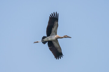 Asian Openbill in the flight. The Asian openbill or Asian openbill stork (Anastomus oscitans ) is a large wading bird in the stork family Ciconiidae.