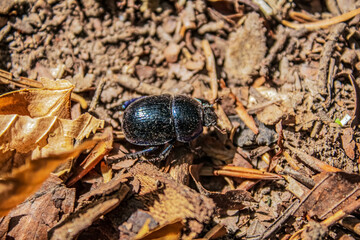 Macro  - Forest - Europe, Romania, Suceava region