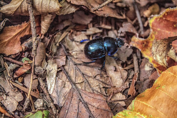 Macro  - Forest - Europe, Romania, Suceava region