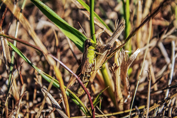 Macro  - Forest - Europe, Romania, Suceava region