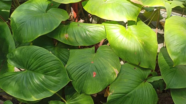 homalomena leaves
