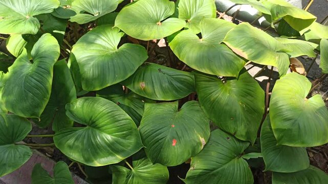 homalomena leaves