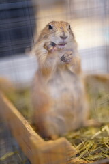 プレーリードッグ