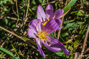 Macro  - Forest - Europe, Romania, Suceava region