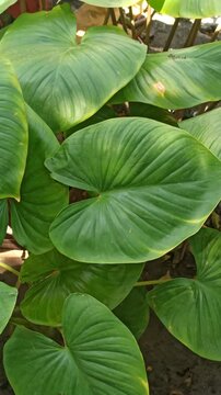 homalomena leaves
