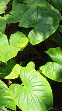 homalomena leaves