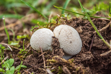 Macro  - Forest - Europe, Romania, Suceava region