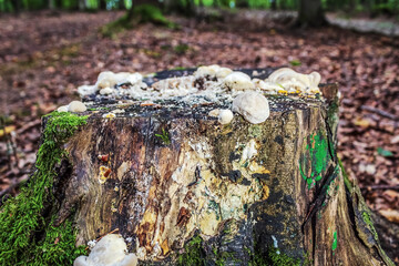Macro  - Forest - Europe, Romania, Suceava region
