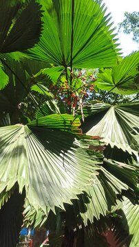 Licuala grandisLicuala grandis