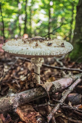 Macro  - Forest - Europe, Romania, Suceava region