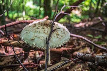 Macro  - Forest - Europe, Romania, Suceava region