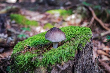 Macro  - Forest - Europe, Romania, Suceava region
