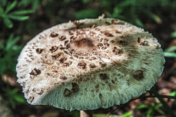 Macro  - Forest - Europe, Romania, Suceava region