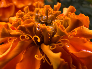 Rain soaked marigold