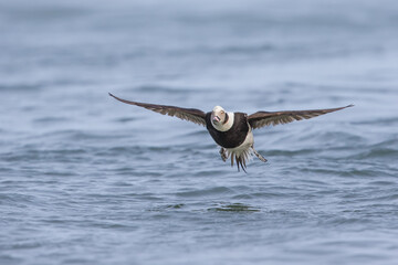 Long-tailed Duck
