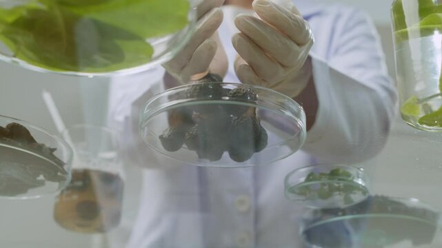 A video sample from a modern lab from a bottom-up angle shows a researcher dropping soapberries onto a petri dish, next to petri dishes containing other herbal ingredients.