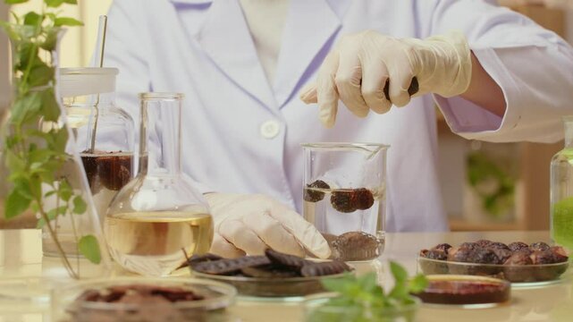 A scientist shows up in a video with a warm laboratory background, placing a soapberry into a beaker with a solution, while glassware containing herbs and liquids on the table surrounds the beaker.