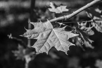 Macro  - Forest - Europe, Romania, Suceava region