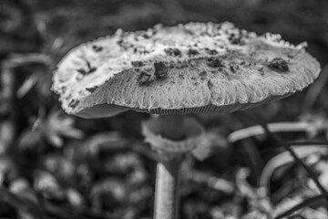 Macro  - Forest - Europe, Romania, Suceava region