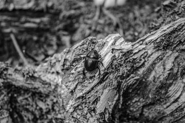 Macro  - Forest - Europe, Romania, Suceava region