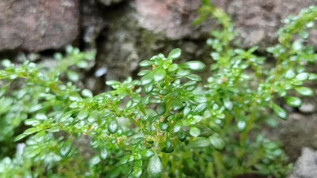 Pilea microphylla in the garden
