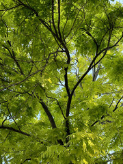 tree branches and green leaves