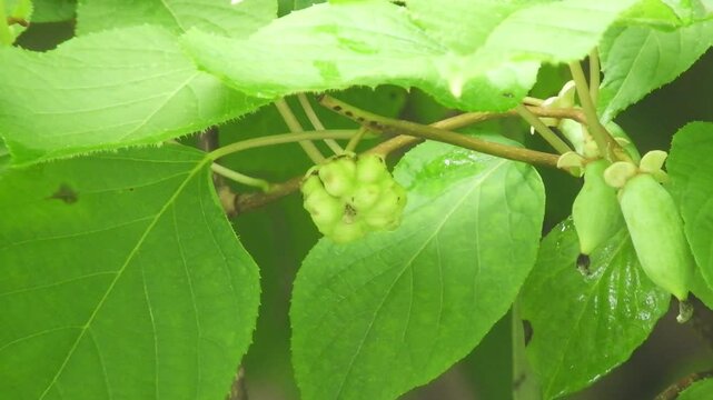 [4K] Silvervine (Actinidia polygama) Fruits: Normal Berries and Round Insect Galls (Mokutenryou) in Japan 【4K】マタタビの正常な実と丸い虫こぶ：林縁に実る2種類の果実と、猫が好む薬用植物の生態素材 撮影日：20240730-2