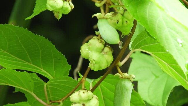[4K] Silvervine (Actinidia polygama) Fruits: Normal Berries and Round Insect Galls (Mokutenryou) in Japan 【4K】マタタビの正常な実と丸い虫こぶ：林縁に実る2種類の果実と、猫が好む薬用植物の生態素材 撮影日：20240730-3