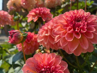 Pink Dahlia closeup