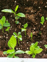 tomato plant