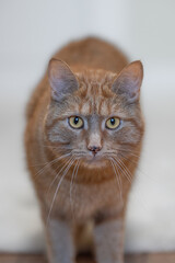 Portrait d'un chat roux