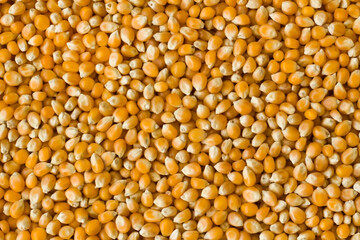 Dried corn kernels background,top view