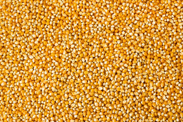 Dried corn kernels background,large view