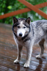 Obraz premium A gray stray dog got wet in the rain. The dog came to the terrace to shelter from the rain.