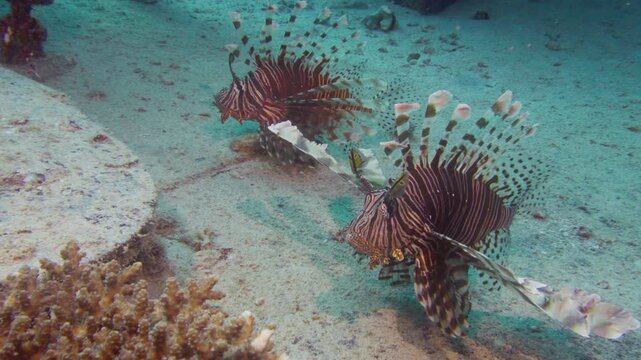 Poisson  Lyon Lagon de Noum&eacute;a - Nouvelle Cal&eacute;donie