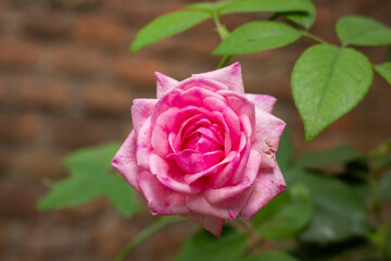 English pink rose in the park