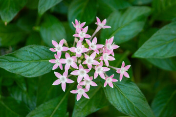 Fototapeta premium Purple Pentas lanceolata flower with leaves in the park