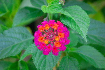 Close up of Red, orange, purple and yellow Lantana flower