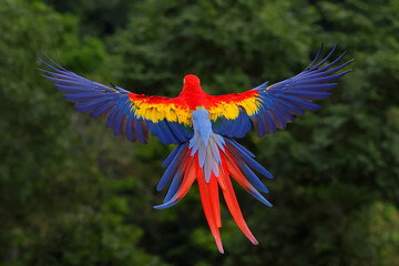 Beautiful Scarlet Macaw parrot flying in the forest. Free flying bird