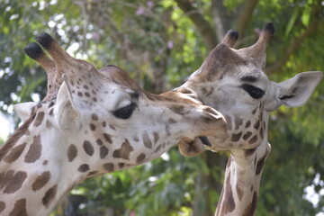 Close up The giraffe or Giraffa camelopardalis. Animal with a long neck, zoology, animal world, animal protection. Giraffes usually inhabit savannahs and woodlands. Giraffe in the zoo.