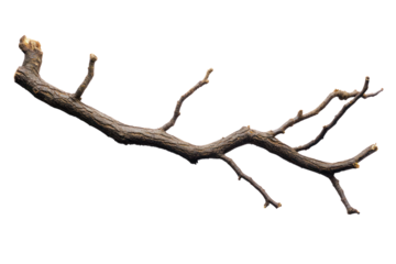 Broken tree branch isolated on transparent and white background.PNG image	